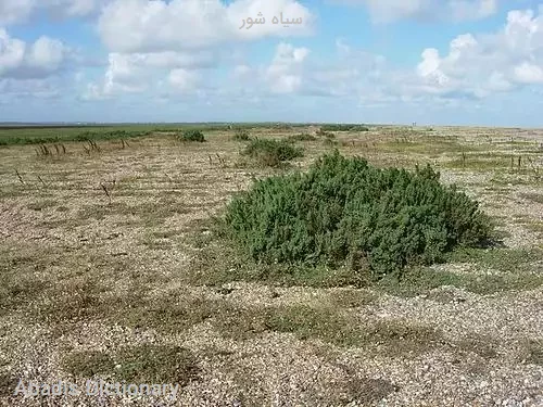 سیاه شور